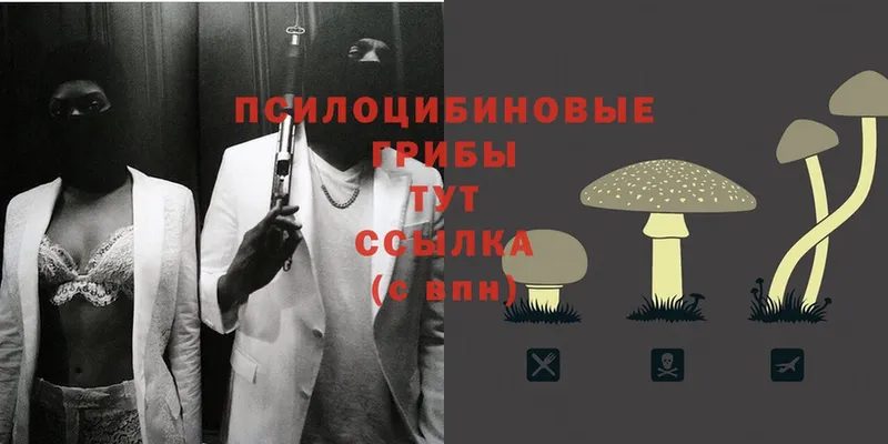 как найти   Звенигово  Галлюциногенные грибы Psilocybine cubensis 